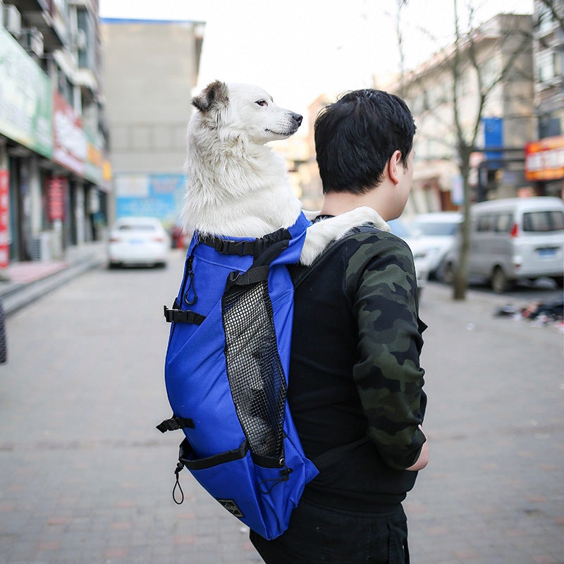 Dog carried head-out in the WilderPaw SummitPack on a city walk