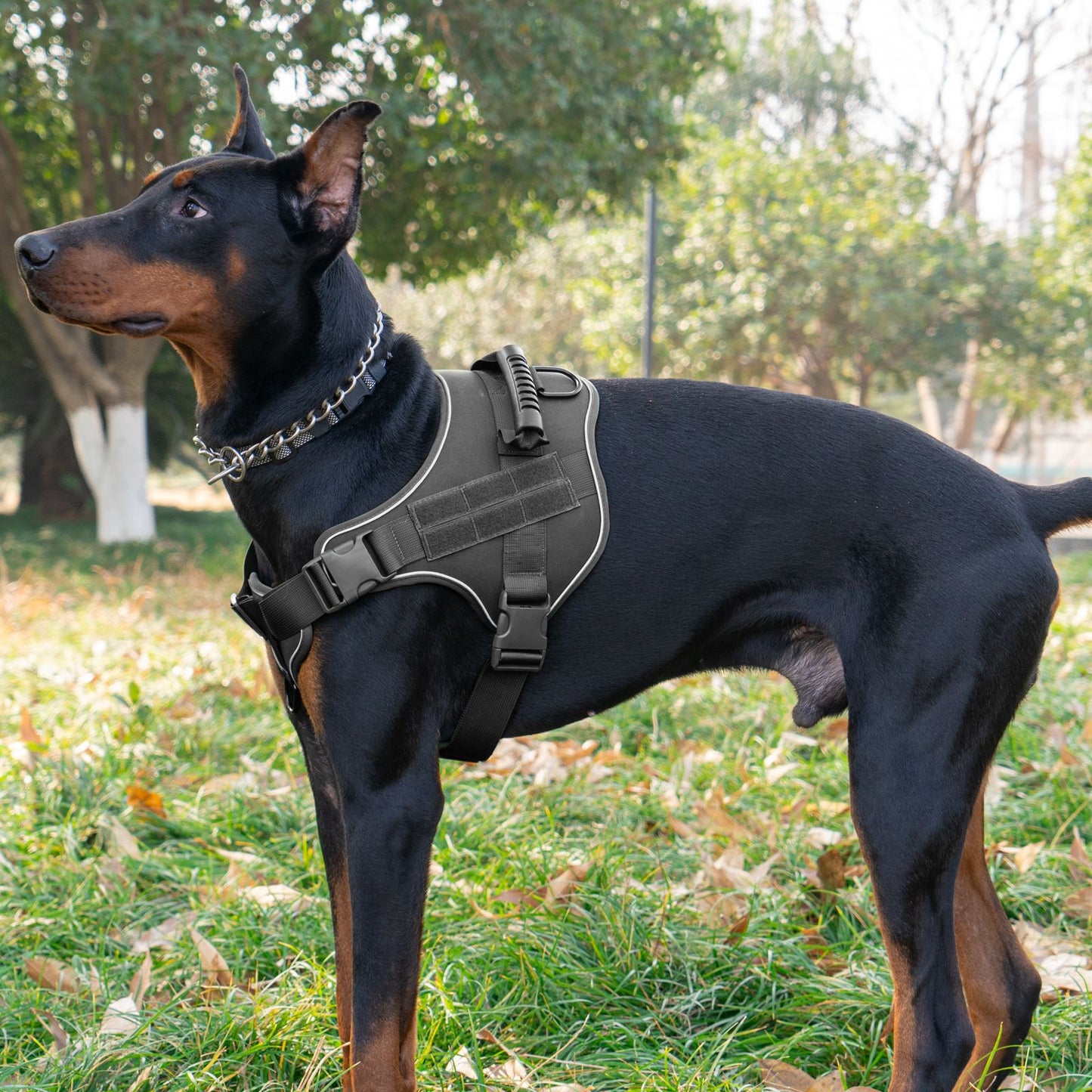 WilderPaw SummitVest - Adventure Harness 905 Black Chest Harness