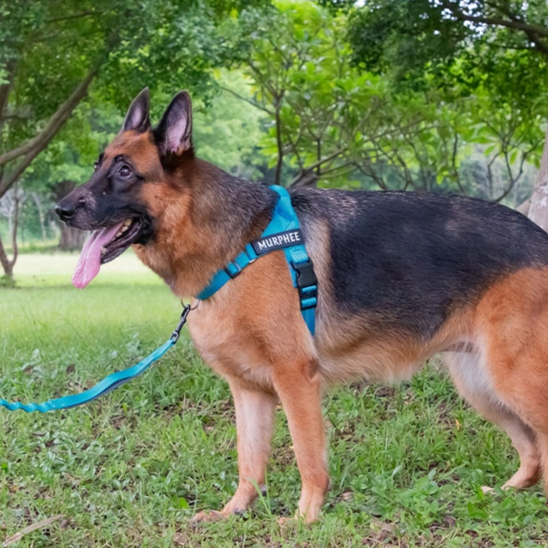 WilderPaw SwiftHarness - Hundesele Orange